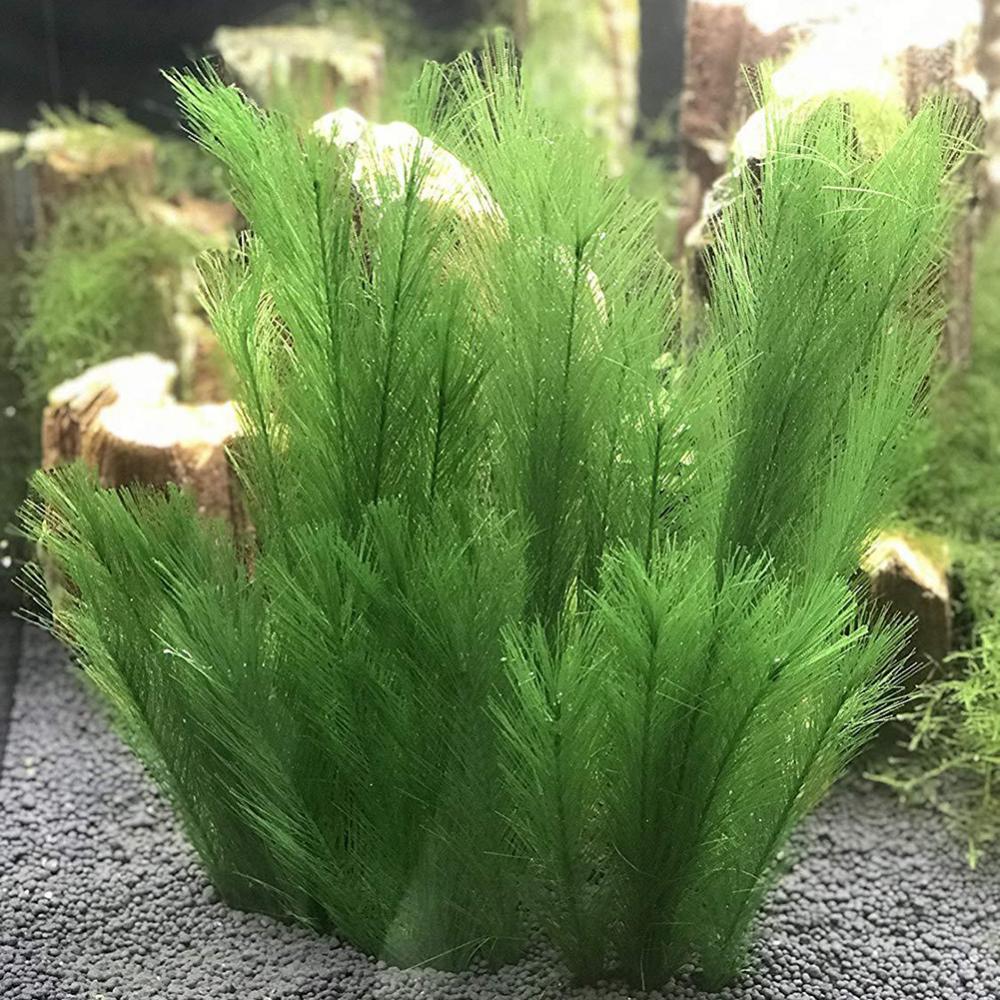 Live Plant Aquarium - 1/3 قطعة 28/40 سنتيمتر حوض للأسماك