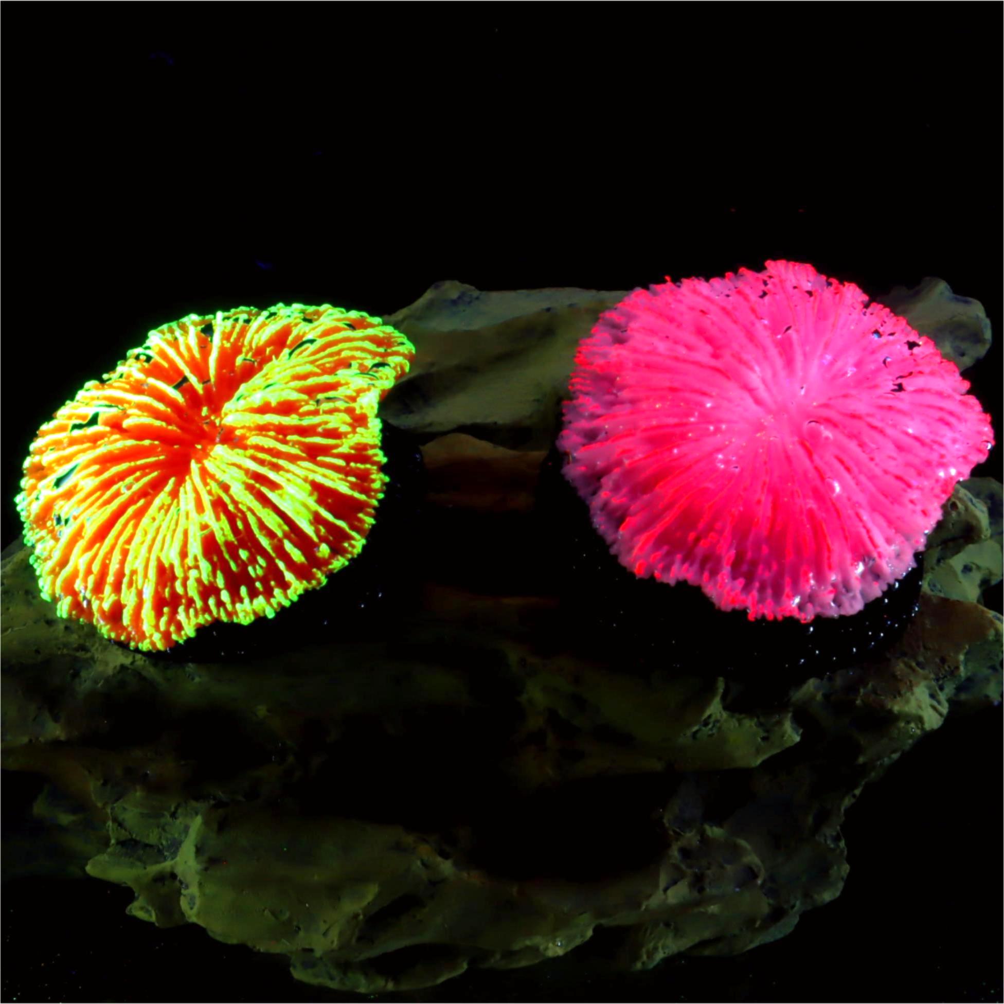 Aquarium Plants Live - قطعة واحدة من زينة حوض السمك،