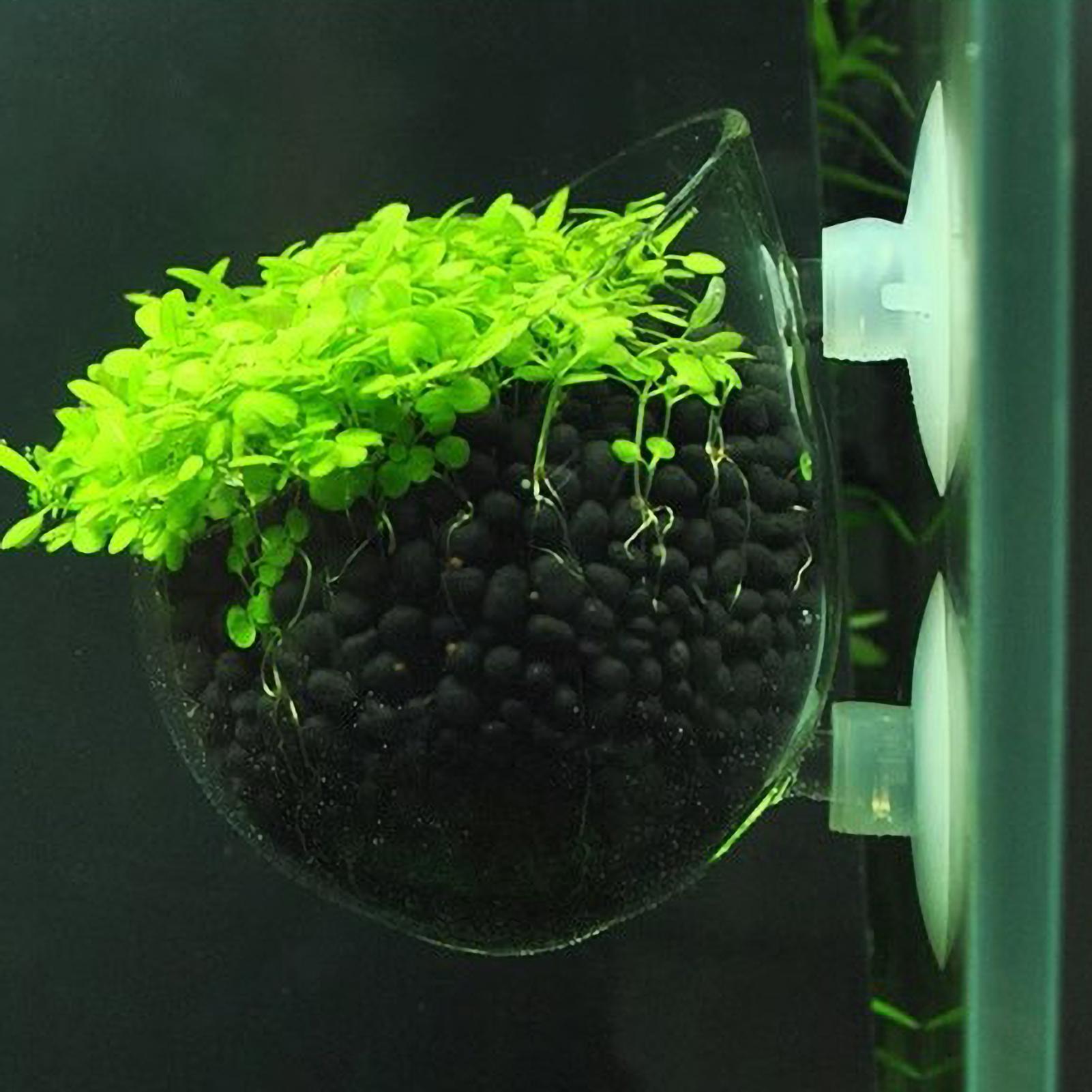 Live Plant Aquarium - حامل نباتات الزينة الزجاجي مع أكواب