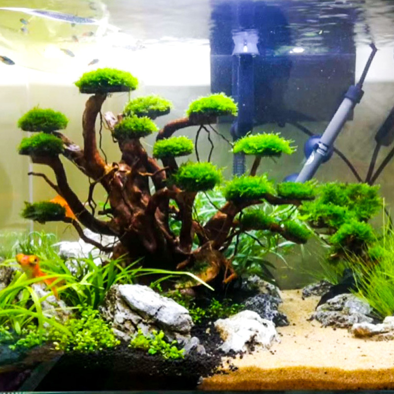 Aquarium Moss - زينة حوض السمك: شجرة طحلب، هيكل
