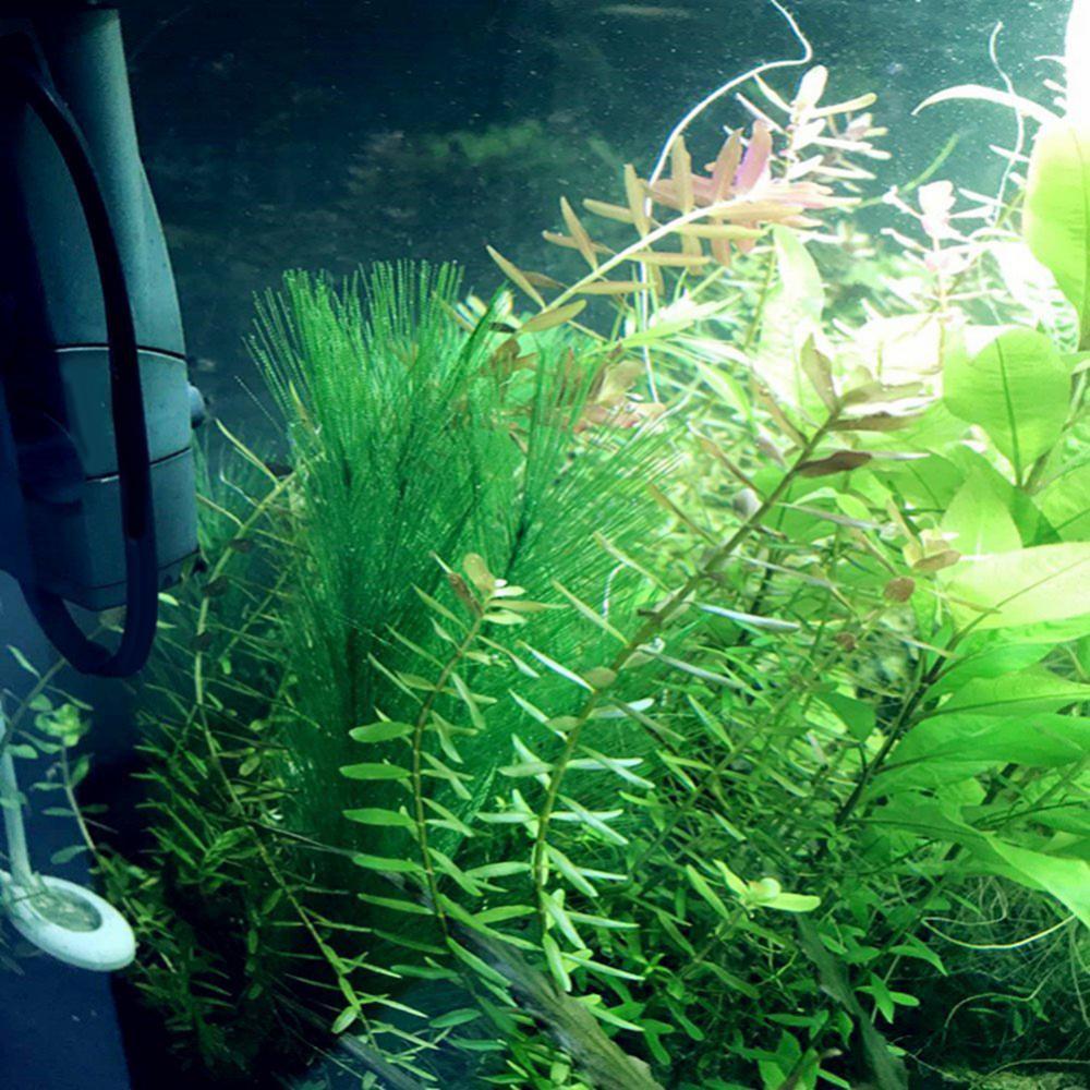 1/3 قطعة 28/40 سنتيمتر حوض للأ - مراجعة Live Plant Aquarium وسعره