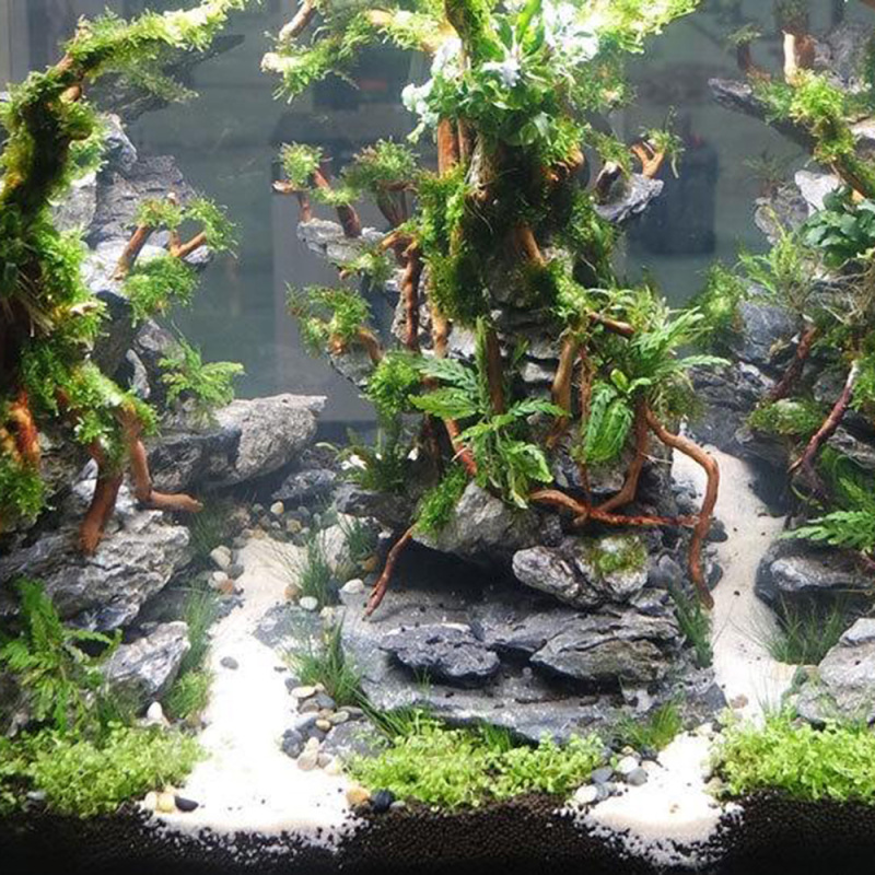 جذع شجرة طبيعي من الخشب العائم - مراجعة Aquarium Driftwood وسعره