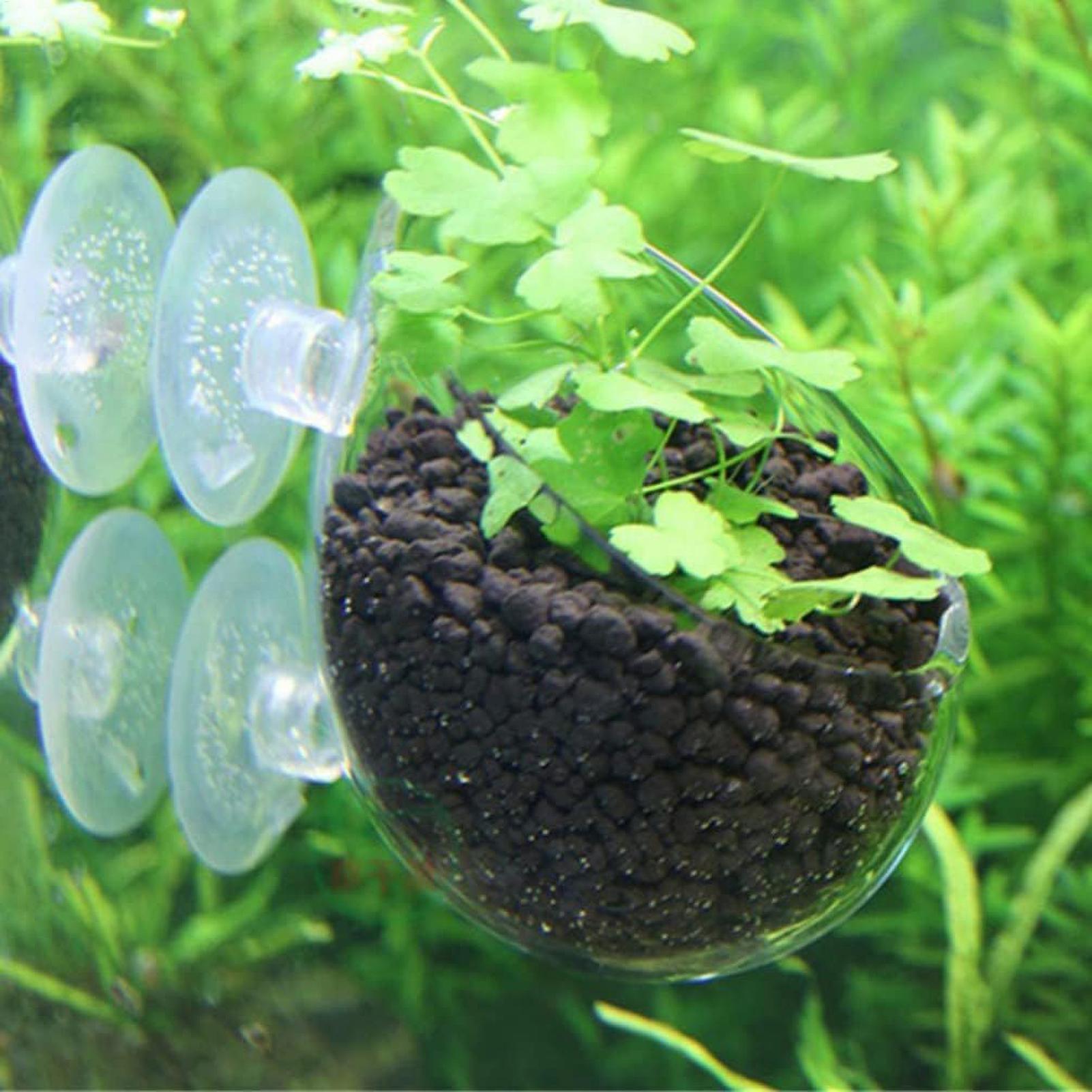 حامل نباتات الزينة الزجاجي مع  - مراجعة Live Plant Aquarium وسعره