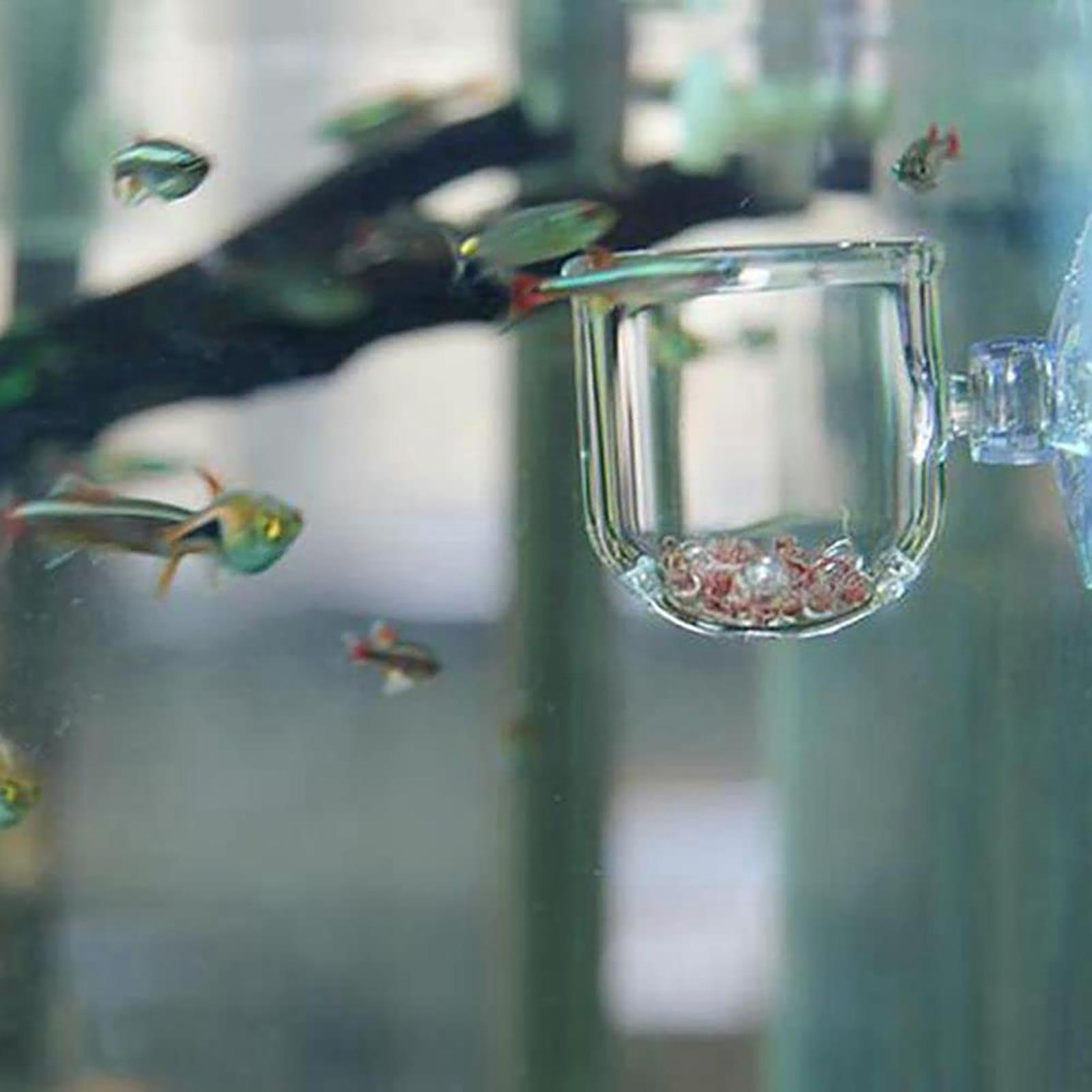 وعاء نباتات زينة حوض السمك، حا - مراجعة Plant Aquarium Pot وسعره