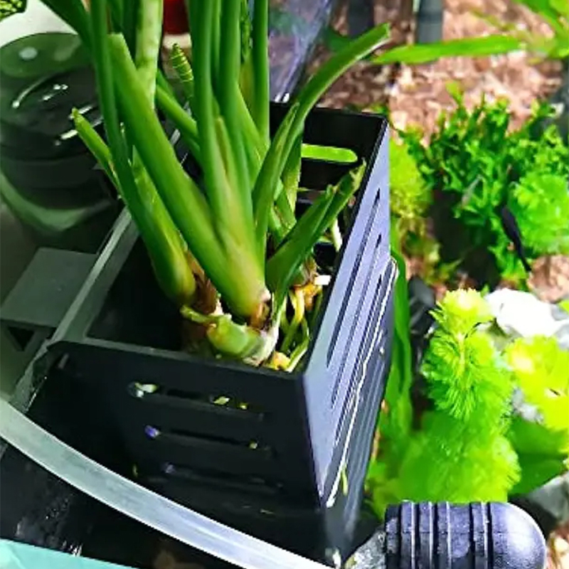 الحيوانات الأليفة خزان الأسماك - مراجعة Aquarium Plants Live وسعره