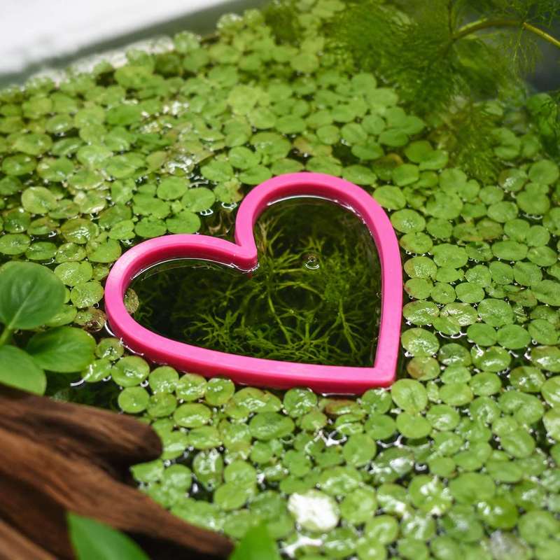حلقة تغذية الأسماك العائمة على - مراجعة Aquarium Fertilizer وسعره