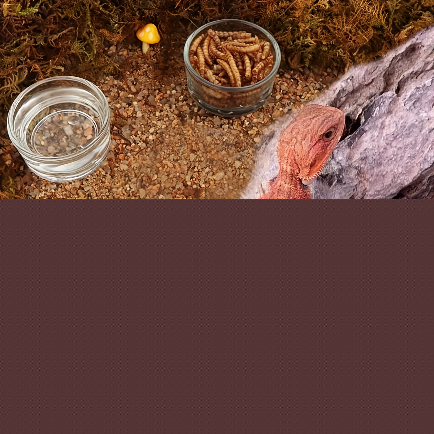 وعاء تغذية زجاجي صغير الحجم لل - مراجعة Aquarium Fertilizer وسعره