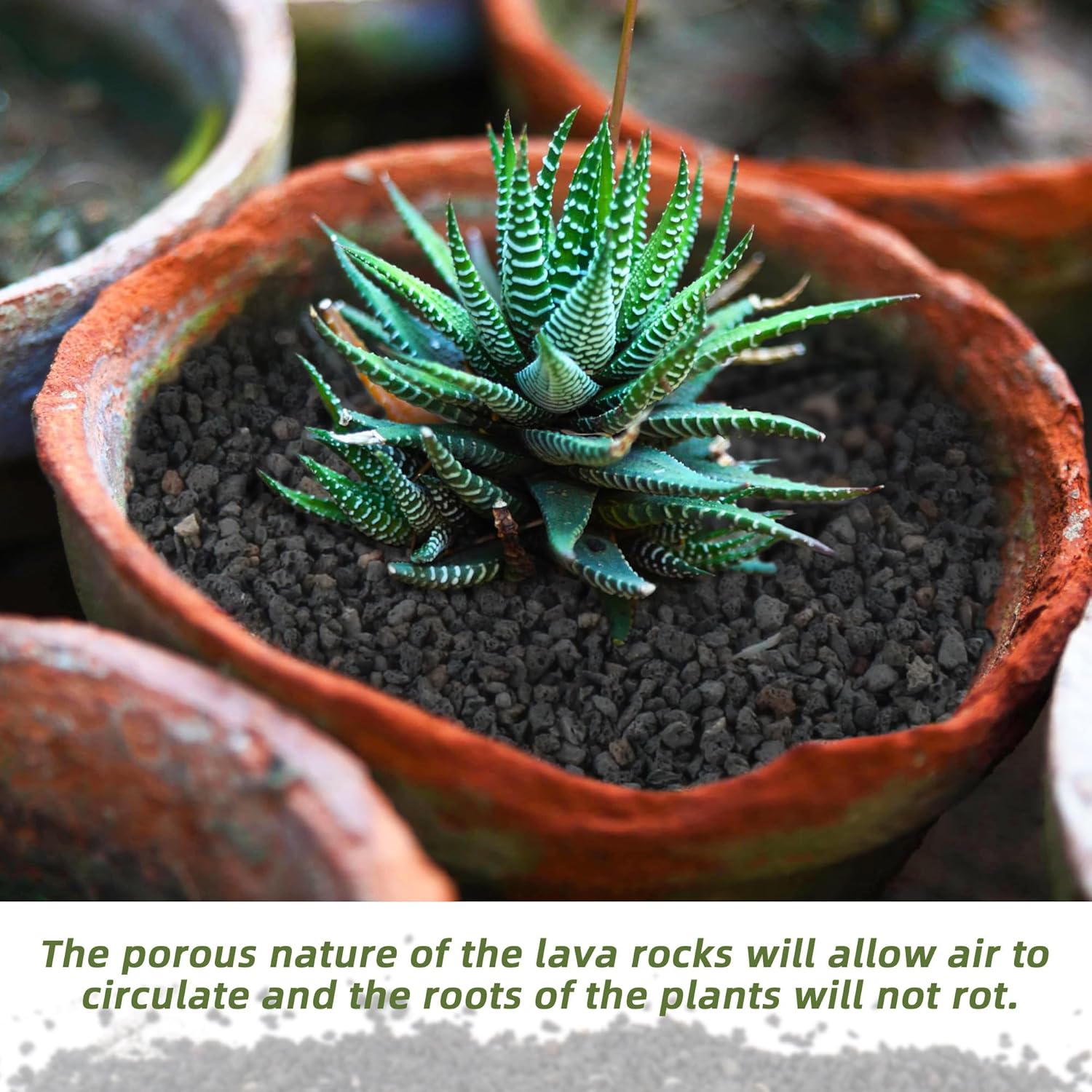 وسائط ترشيح حوض السمك السوداء  - مراجعة Plant Aquarium Pot وسعره