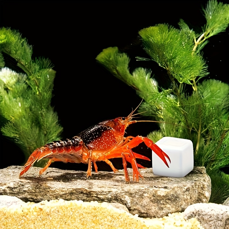 6 قطع من مكعبات الكالسيوم المع - مراجعة Aquarium Plants Live وسعره
