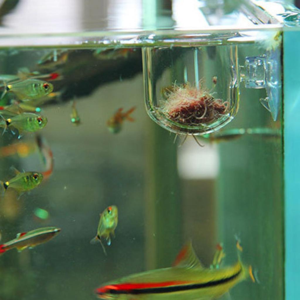 سلة تغذية الأسماك، وعاء زجاجي  - مراجعة Plant Aquarium Pot وسعره